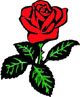 Ein Lieben Rosengru aus der nhe Klns!