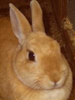 Tier der Woche vom 21.08.2006: Kaninchen Sandy