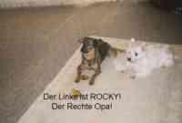 Tier der Woche vom 23.04.2007: Schäferhund-Dackel-Mix Rocky