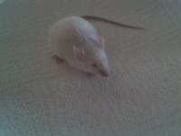 Tier der Woche vom 19.11.2007: Maus ( Albino ) Knickohr = ( Knicki )