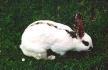 Tier der Woche vom 07.04.2008: Kaninchen Krümel