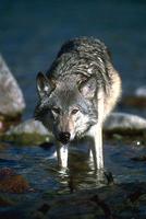 Tier der Woche vom 21.03.2011: Wolf Lupus