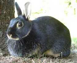 Das Kaninchen